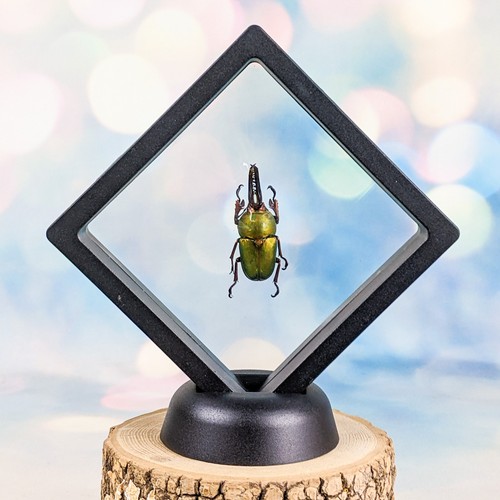 Arfak stag beetle - stag, insect