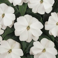 25 IMPATIENS WALLERIANA DWARF