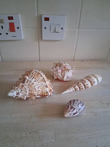 Small lot sea shell - of,