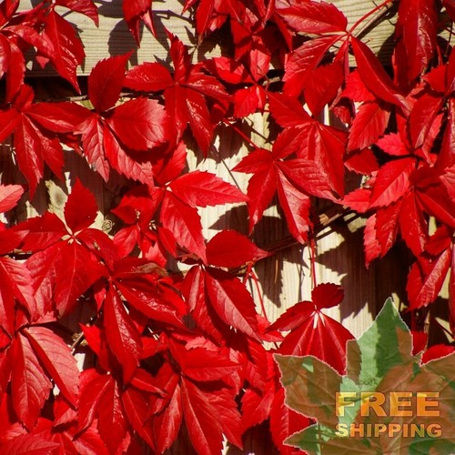 Virginia creeper - virginia,