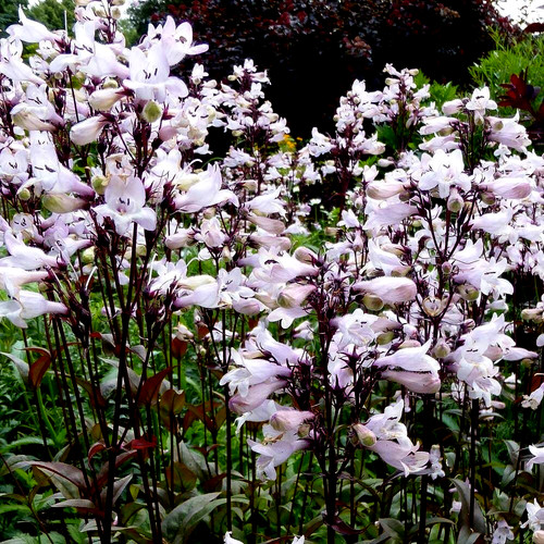 Plug plants penstemon - 4,