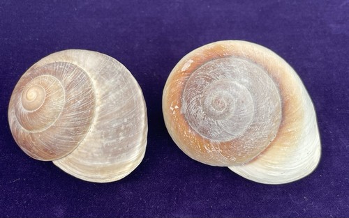 Large muffin snail sea - large,