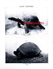 Marion's And Aldabra Tortoise