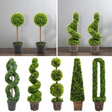 Topiary Trees Potted