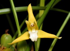 Maxillaria tenuifolia fma. alba