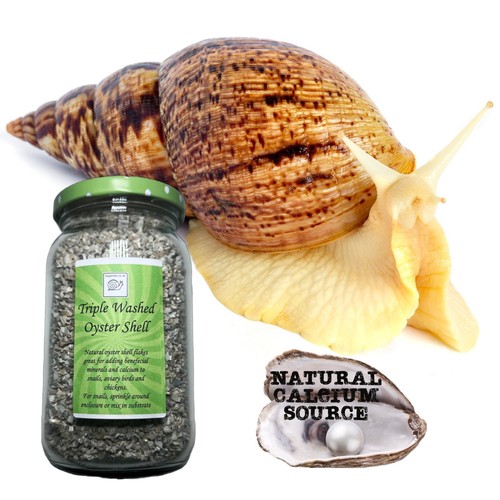Triple washed oyster shell - washed,