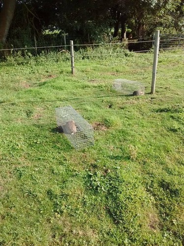 Rabbit traps catch alive - x2, catch-alive