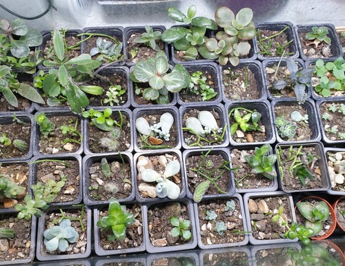 Indoors succulents and - succulents,