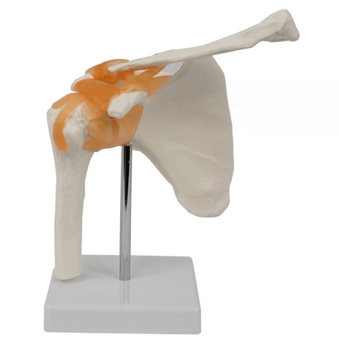 Life size shoulder - shoulder, joint