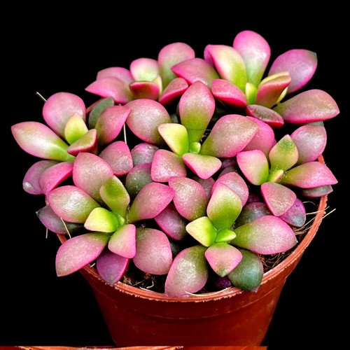 Anacampseros pink - anacampseros,