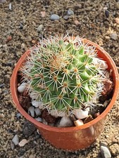 Mammillaria spinosissima | Spiny Pincushion Cactus |