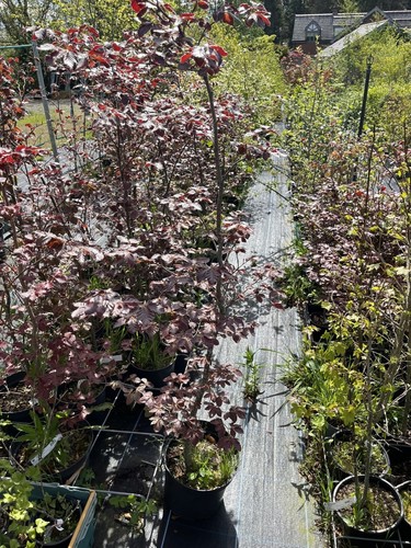 Purple copper beech tree - purple/copper,