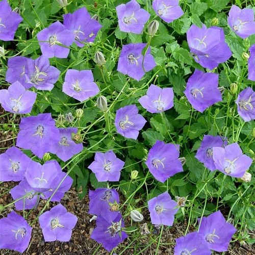 Campanula carpatica blue - x3, /blue