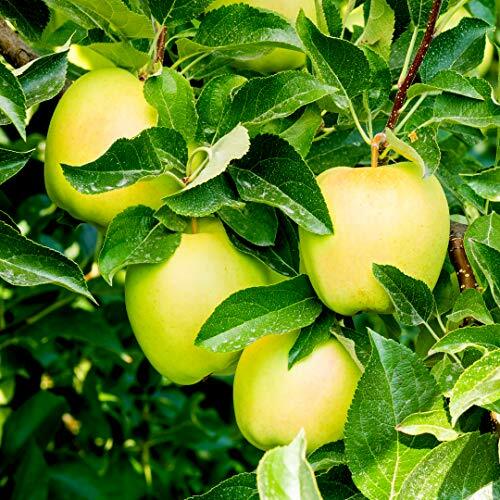 Golden delicious apple - golden,