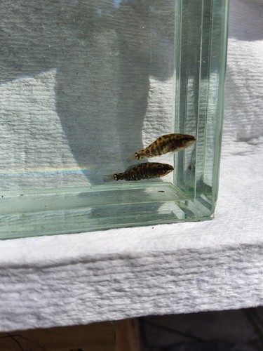 Okefenokee pygmy sunfish - pygmy,