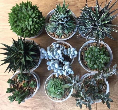 Succulent bundle or - 5, 10