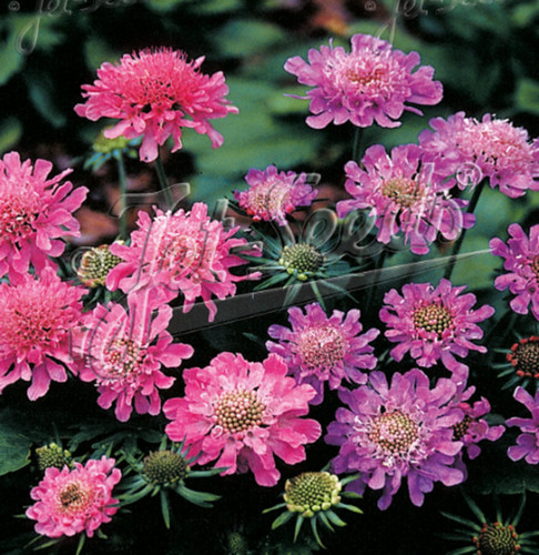 Scabiosa misty butterflies - scabiosa,