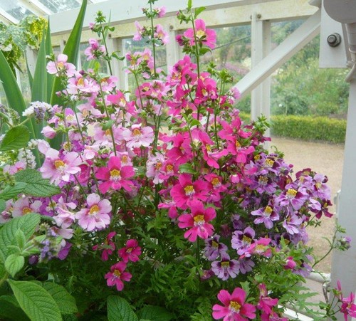 Schizanthus angel wings mixed - schizanthus,