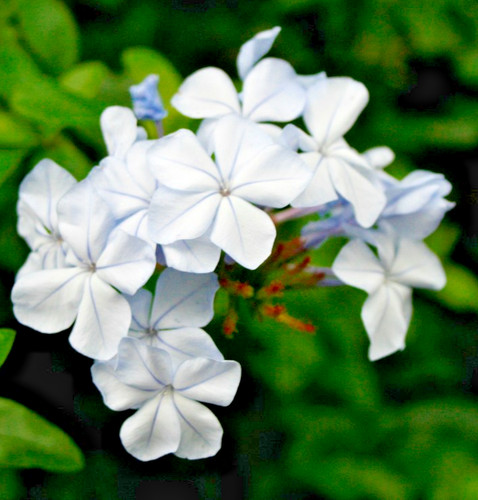 400x phlox drummondii alba - phlox,