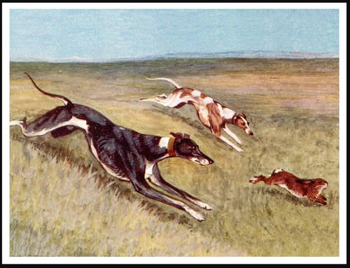 Greyhound coursing dogs - coursing,