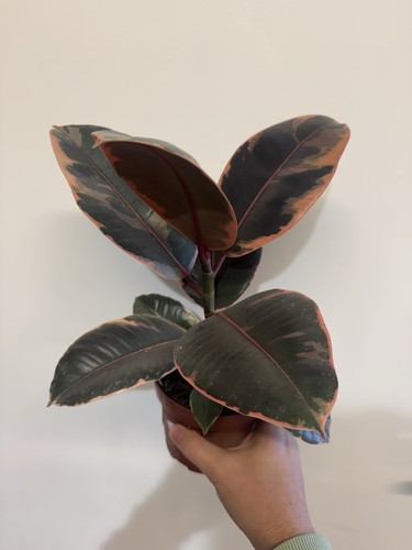 Ficus elastica rubber - -,