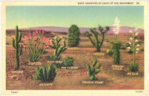 Curteich southwest cacti - southwest,