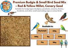 Premium Budgie, Small Bird