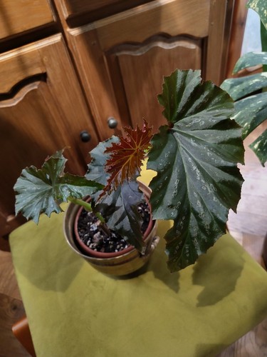 Begonia irene nuss - begonia,