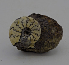 Jurassic Crespetites Nodiger