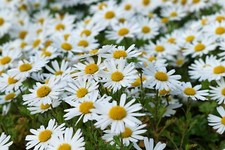 6000 Seeds Meadow Marguerite Flowers Seeds Bee Magnet Flower Seeds Garden