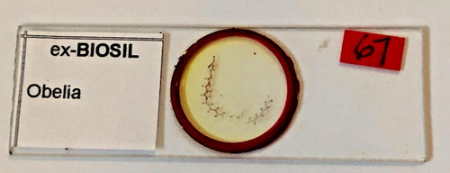 Biosil microscope specimen - ex-biosil,