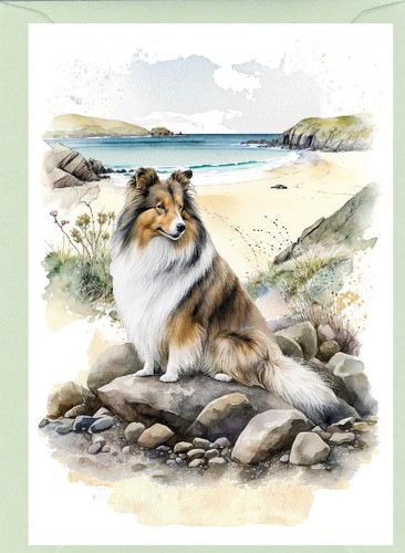 Shetland sheepdog sheltie - shetland, /sheltie