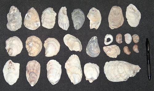 Assorted sea shells lot - assorted,