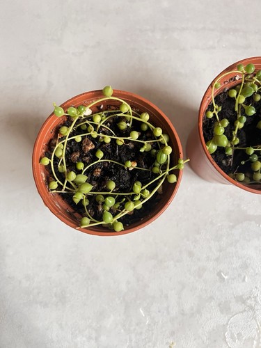 String pearls senecio - of,