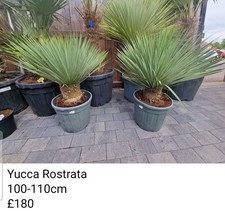 Yucca Rostrata 100-110cm  Hardy To - 15c. Tropical Garden plants