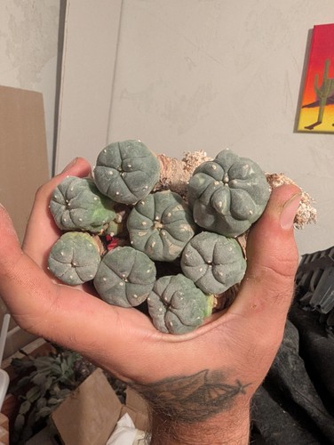 Northern blue button cactus - button,