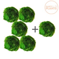 5 Marimo Moss Balls + 1 Free Java Aquarium Plant Aquatic Gift Vase