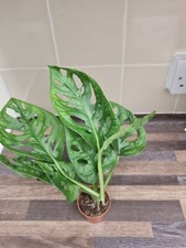 Monstera adansonii Swiss