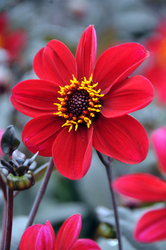 Dahlia tuber happy - tuber, single