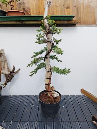 Tanuki needle juniper bonsai - needle,