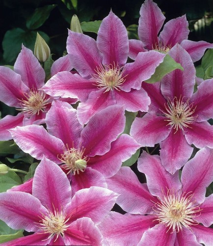 Ruppel clematis out door - dr,