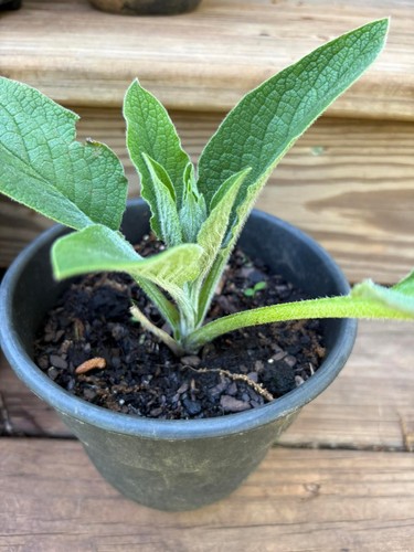 Comfrey bocking organic - bocking, 14