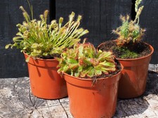 Sundew *Special* Collection