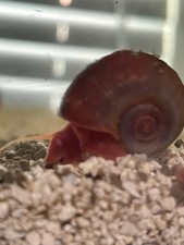 25 High Quality Ramshorn Snails Freshwater Asst. Colors: Blue, black,  And Pink