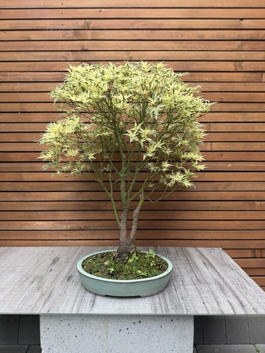 Japanese maple - japanese, (butterfly)
