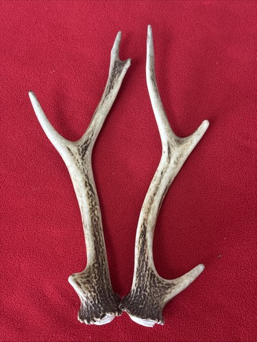 Pair sika deer antlers - of,
