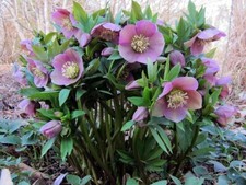helleborus Hellebore