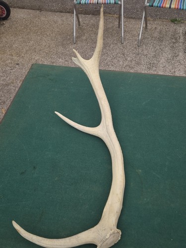 Deer antler - deer,