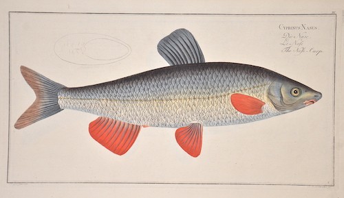 Cyprinus nasus the nose le - the,