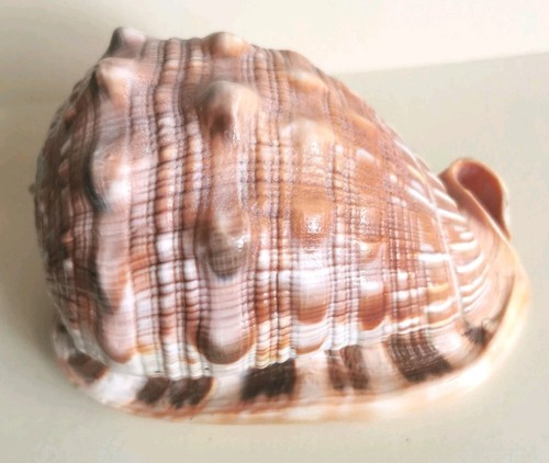 Large pink cameo helmet conch - pink,